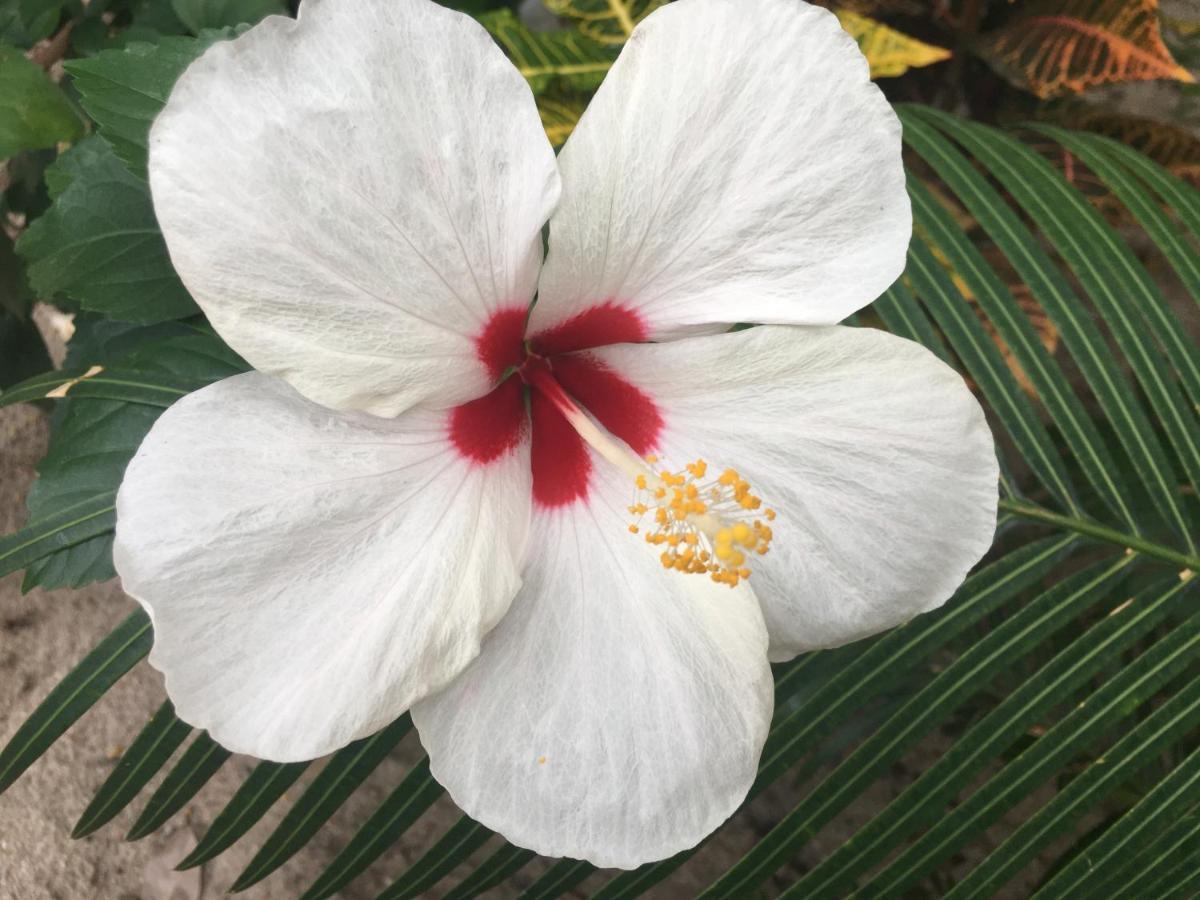 Driftwood Gardens Guesthouse Placencia エクステリア 写真